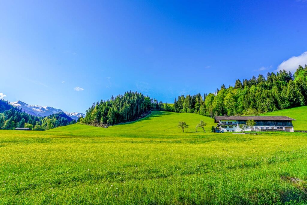 Getznerhof im Juni mit sonniger Aussicht auf die teils schneebedeckten Kitzbüheler Alpen und blühenden Blumen.